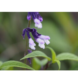Salvia 'Phyllis Fancy'