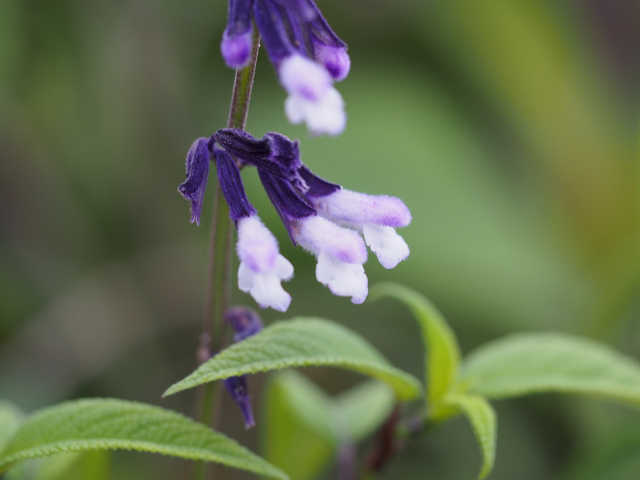 Salvia 'Phyllis Fancy'