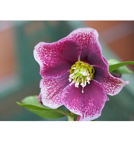 Helleborus orientalis 'Pretty Ellen Spotted'