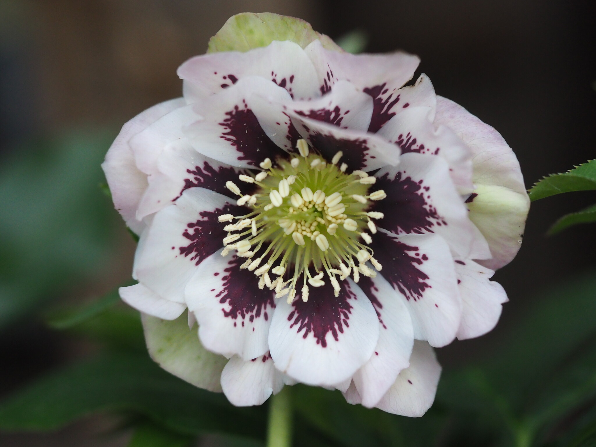 Helleborus orientalis 'Double Ellen® Pink Spotted'