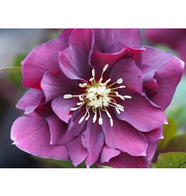 Helleborus orientalis 'Double Ellen® Purple'