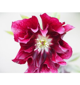 Helleborus orientalis 'Double Ellen® Flash'