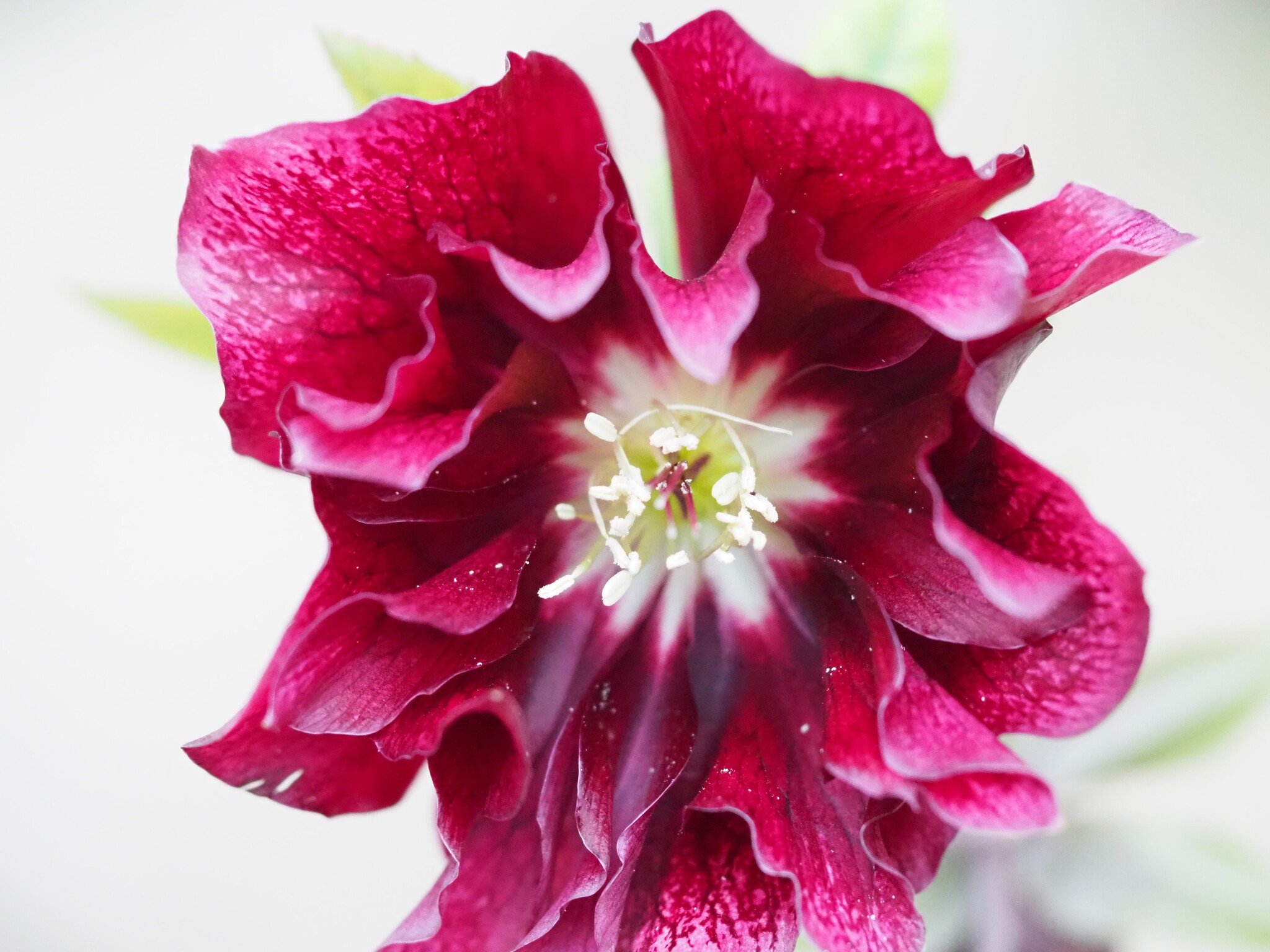 Helleborus orientalis 'Double Ellen® Flash'