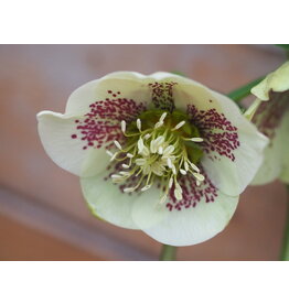 Helleborus orientalis 'Double Ellen Yellow Spotted'