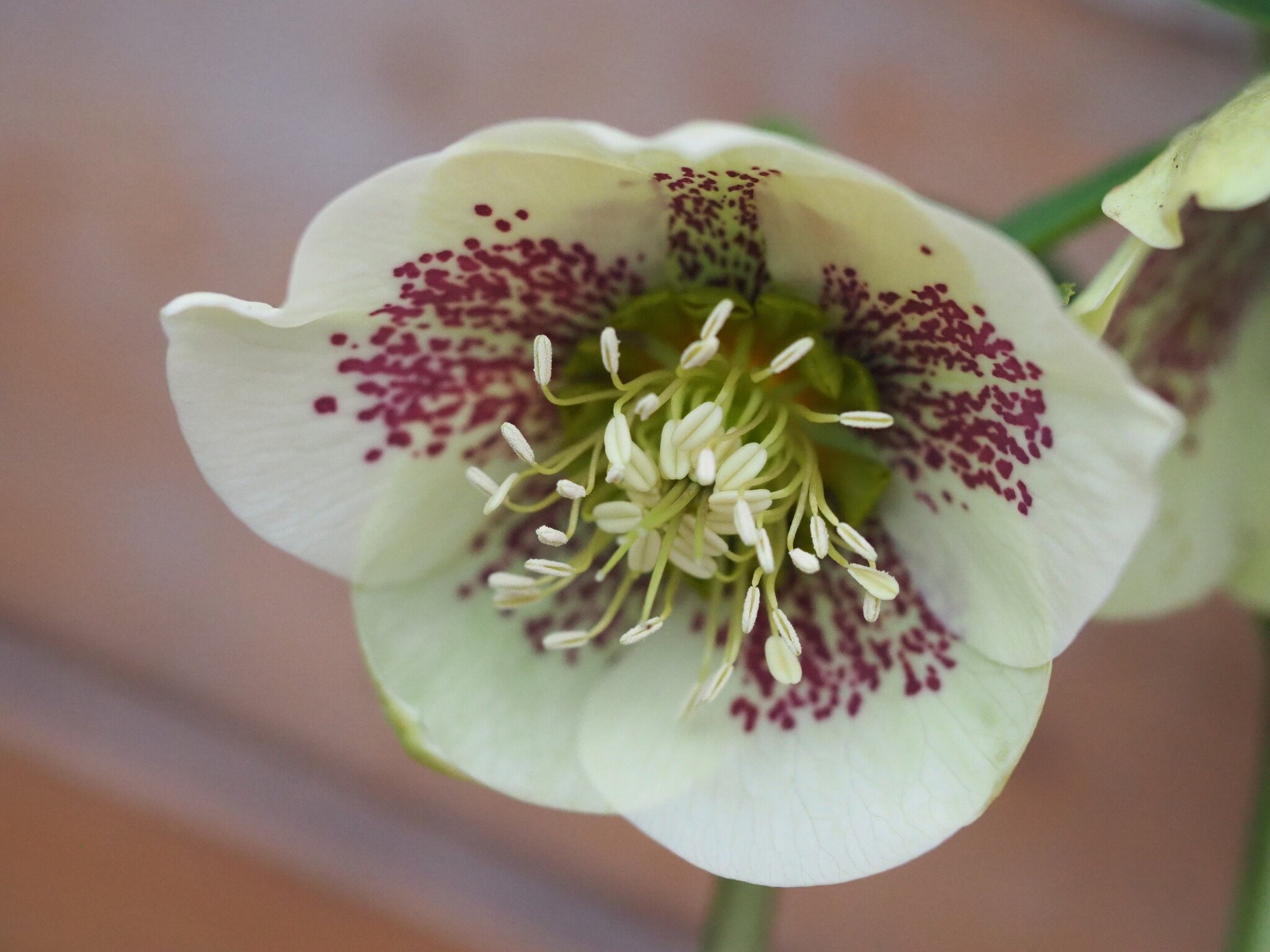 Helleborus orientalis 'Double Ellen Yellow Spotted'