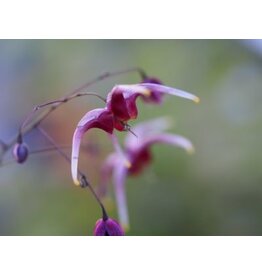 Epimedium 'Royal Purple'