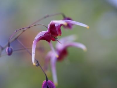 Epimedium 'Royal Purple'