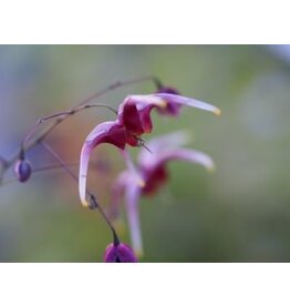 Epimedium 'Ambrosine'
