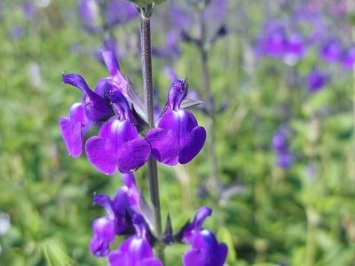 Salvia 'Delice Feline'