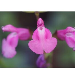 Salvia 'Delice Roselilac'