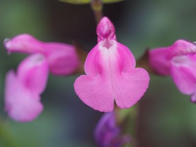 Salvia 'Delice Roselilac'