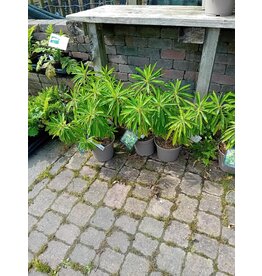Euphorbia mellifera