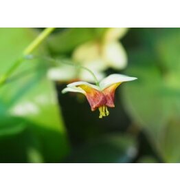 Epimedium 'Merveille d'Hantay'