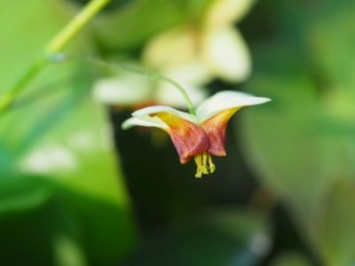 Epimedium 'Merveille d'Hantay'
