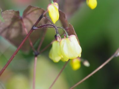Epimedium 'Sunny and Share'