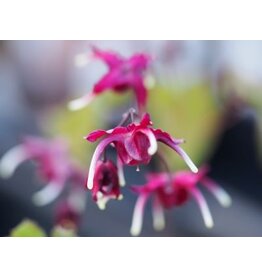 Epimedium 'Red Maximum'
