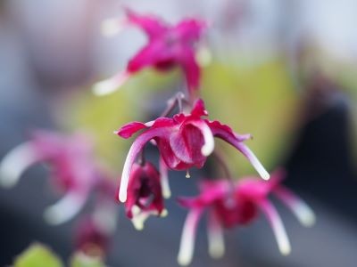 Epimedium 'Red Maximum'