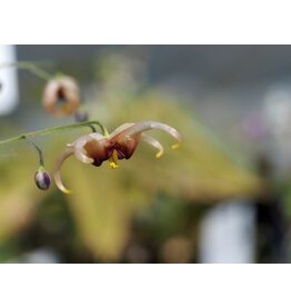 Epimedium wushanense 'Caramel'