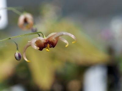 Epimedium wushanense 'Caramel'