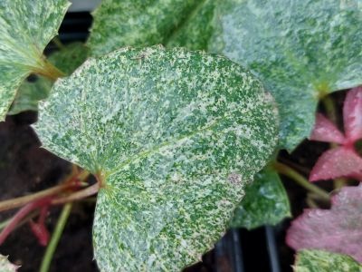 Helleborus Mount Nebo The Rockies