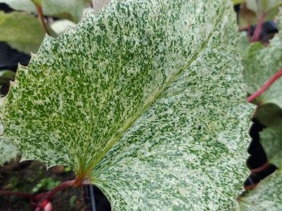 Helleborus Snowshoe Mountain The Rockies