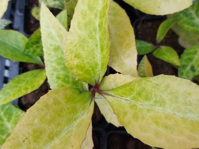 Helleborus Table Mountain The Rockies