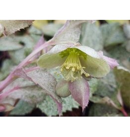 Helleborus Snowshoe Mountain The Rockies