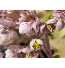 Helleborus Table Mountain The Rockies