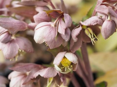 Helleborus Table Mountain The Rockies