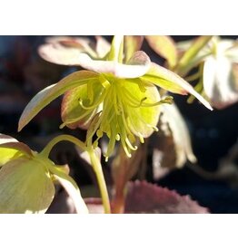 Helleborus Mount Nebo The Rockies