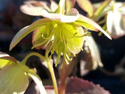 Helleborus Mount Nebo The Rockies