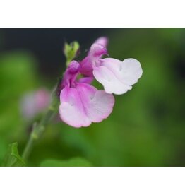 Salvia 'Strawberry Melba'