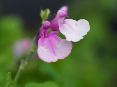 Salvia 'Strawberry Melba'