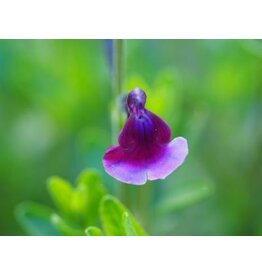 Salvia 'Oriental Dove'
