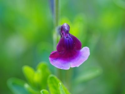 Salvia ‘Oriental Dove’