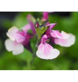 Salvia 'Raspberry Melba'