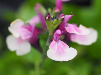 Salvia 'Raspberry Melba'