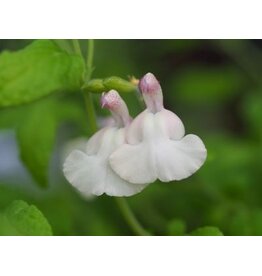 Salvia 'Cool Cream'