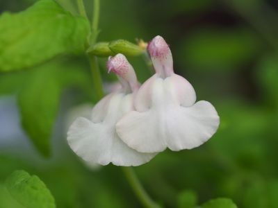 Salvia 'Cool Cream'