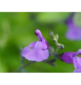 Salvia 'Cool Violet'