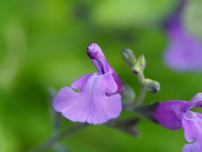 Salvia 'Cool Violet'