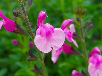 Salvia ‘Delice Hesperides’