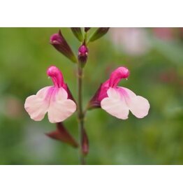 Salvia 'Delice Gold & Wine'