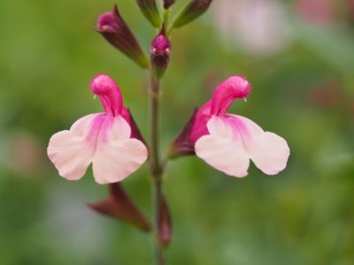 Salvia ‘Delice Gold & Wine’