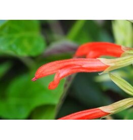 Salvia 'Tropicolour Sunrise'