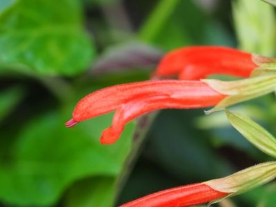 Salvia 'Tropicolour Sunrise'