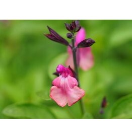 Salvia 'Peach Melba'