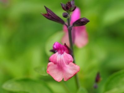 Salvia 'Peach Melba'