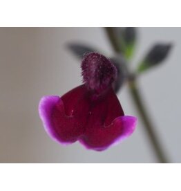 Salvia 'Blackberry Ripple'