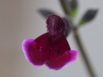 Salvia 'Blackberry Ripple'